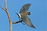 White-breasted Woodswallow